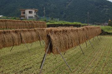 向井のワラ干し風景