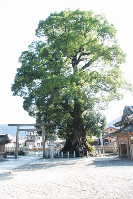 尾鷲神社の大楠（クス）