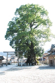 尾鷲神社の大楠（クス）