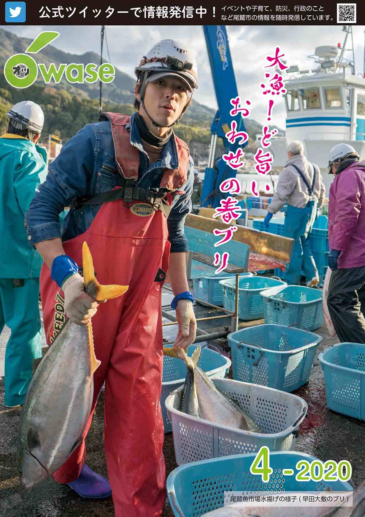 表紙　大漁！ど旨い　おわせの春ブリ　尾鷲魚市場水揚げの様子　早田大敷のブリ