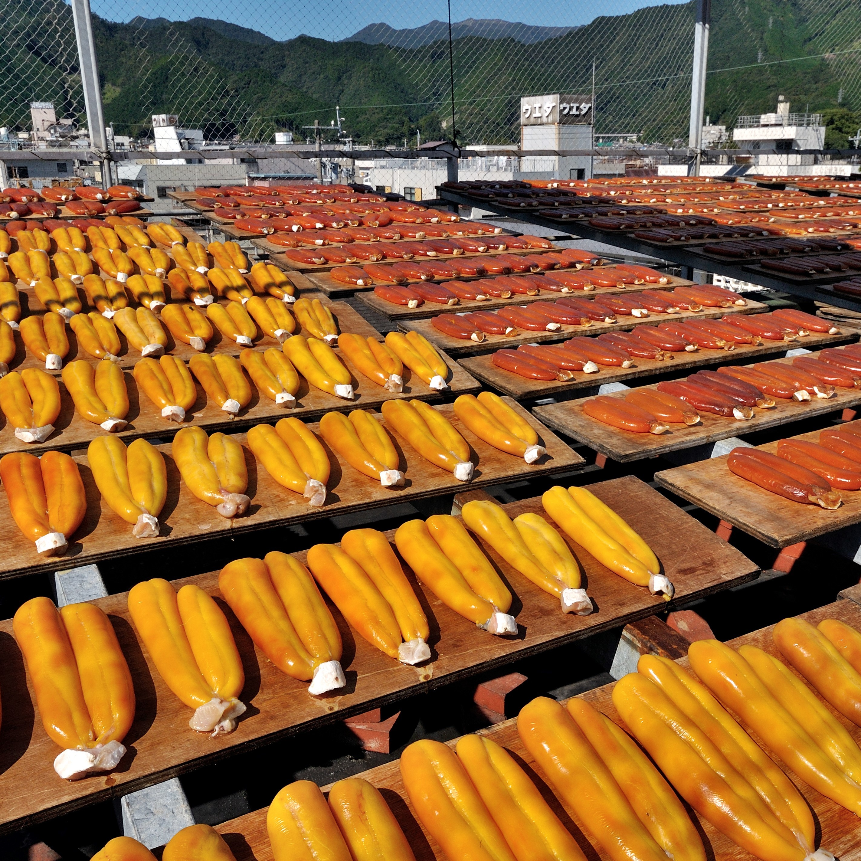 からすみ 尾鷲市役所 からすみ 尾鷲市役所