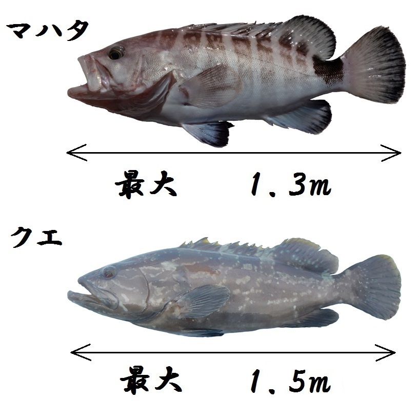 尾鷲のマハタ 尾鷲市役所