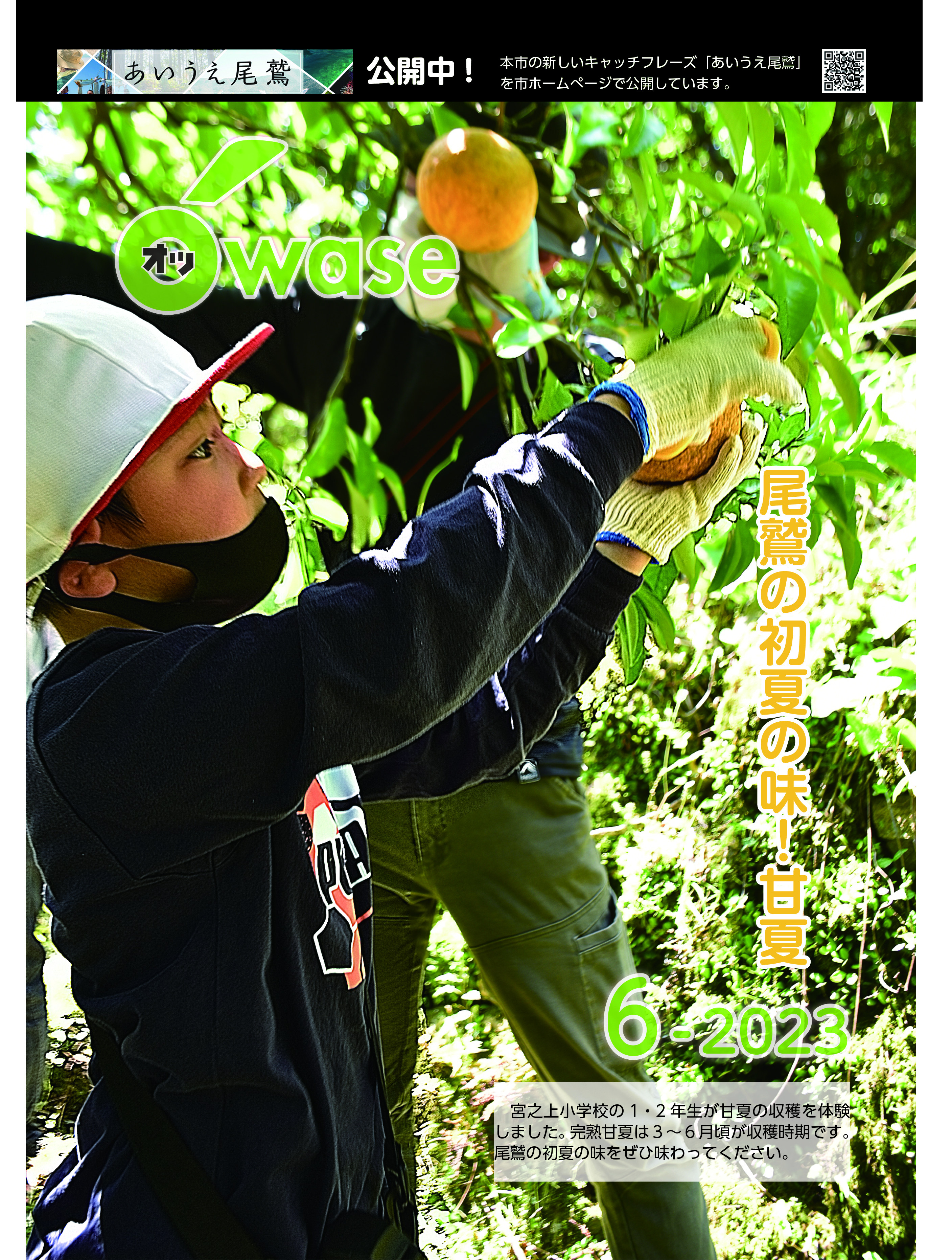 表紙　尾鷲の初夏の味！甘夏