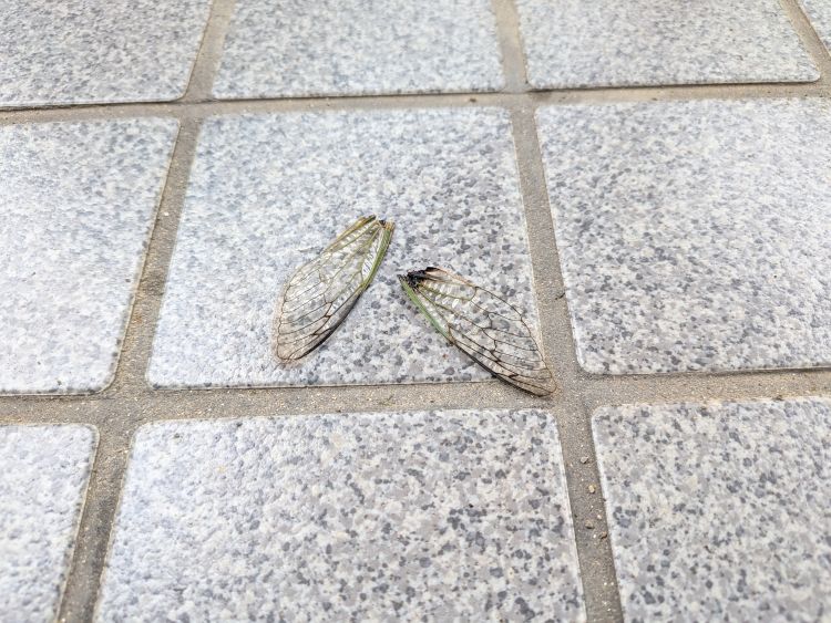 別ウィンドーへ