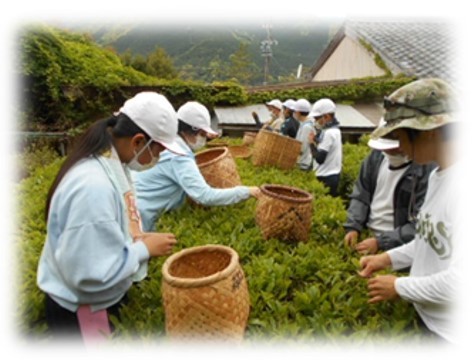 茶摘み1