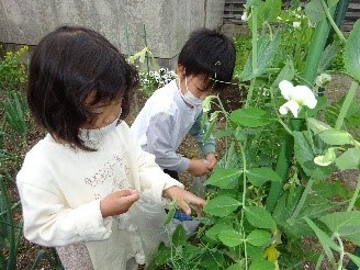 野菜の苗