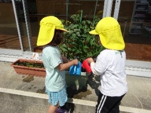 野菜の水やり