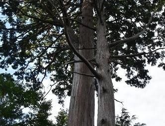 樹齢300年のヒノキ