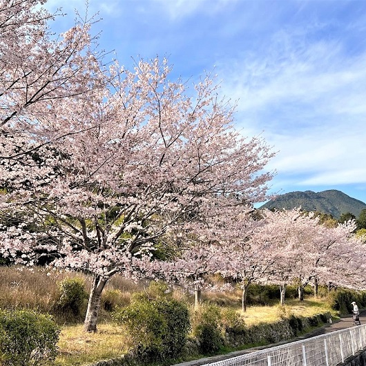 土井竹林