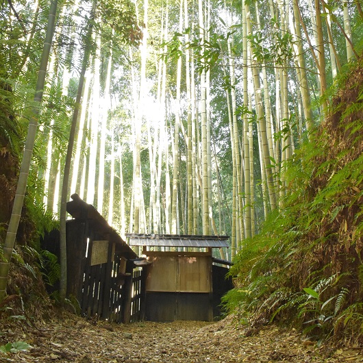 土井竹林